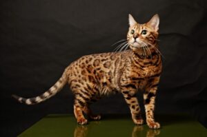 Bengal-cat-petsi